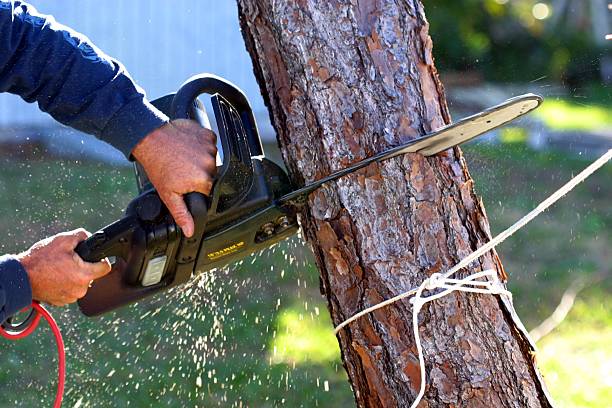 Reliable Frostburg, MD Tree Care Solutions